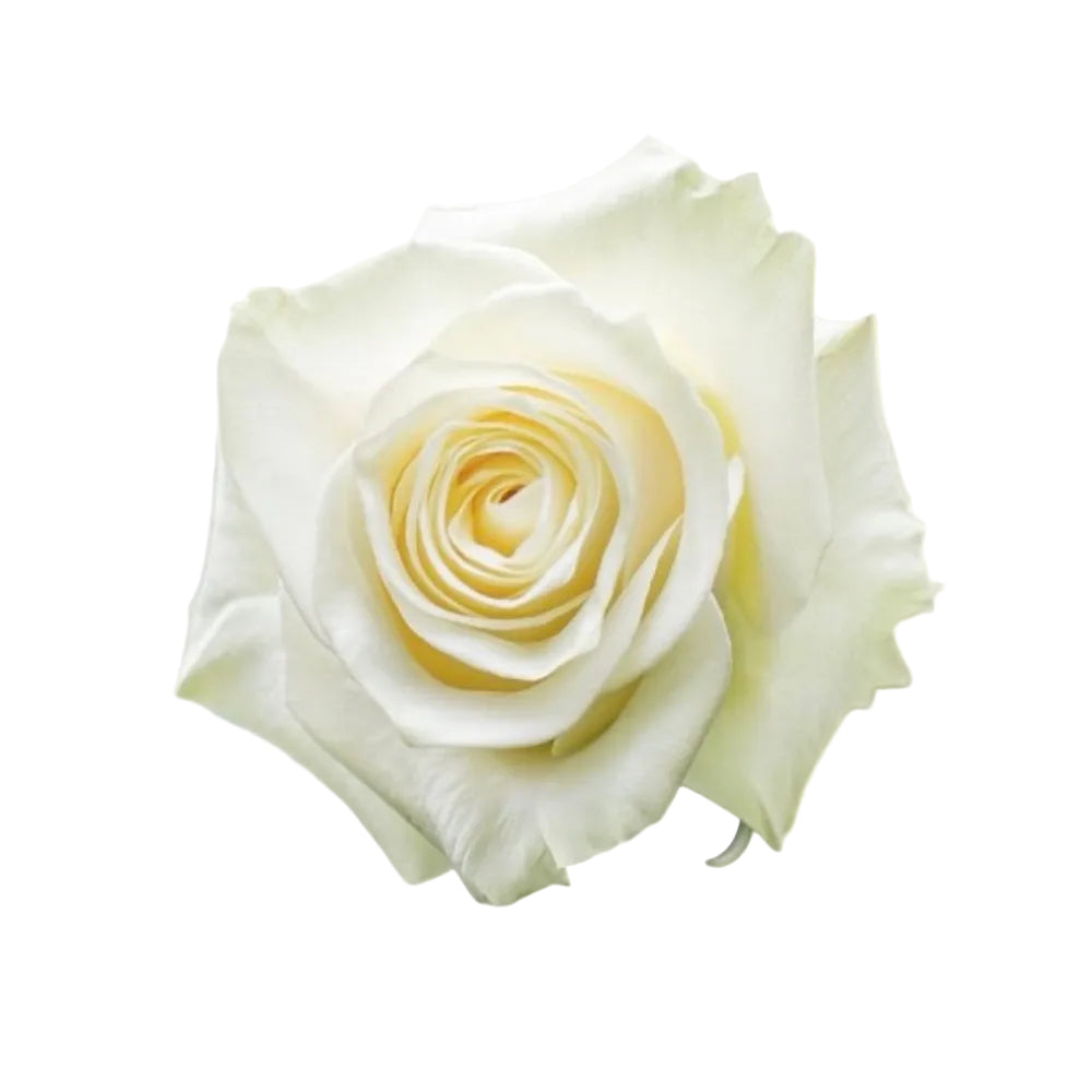 Apate (A dozen of roses)