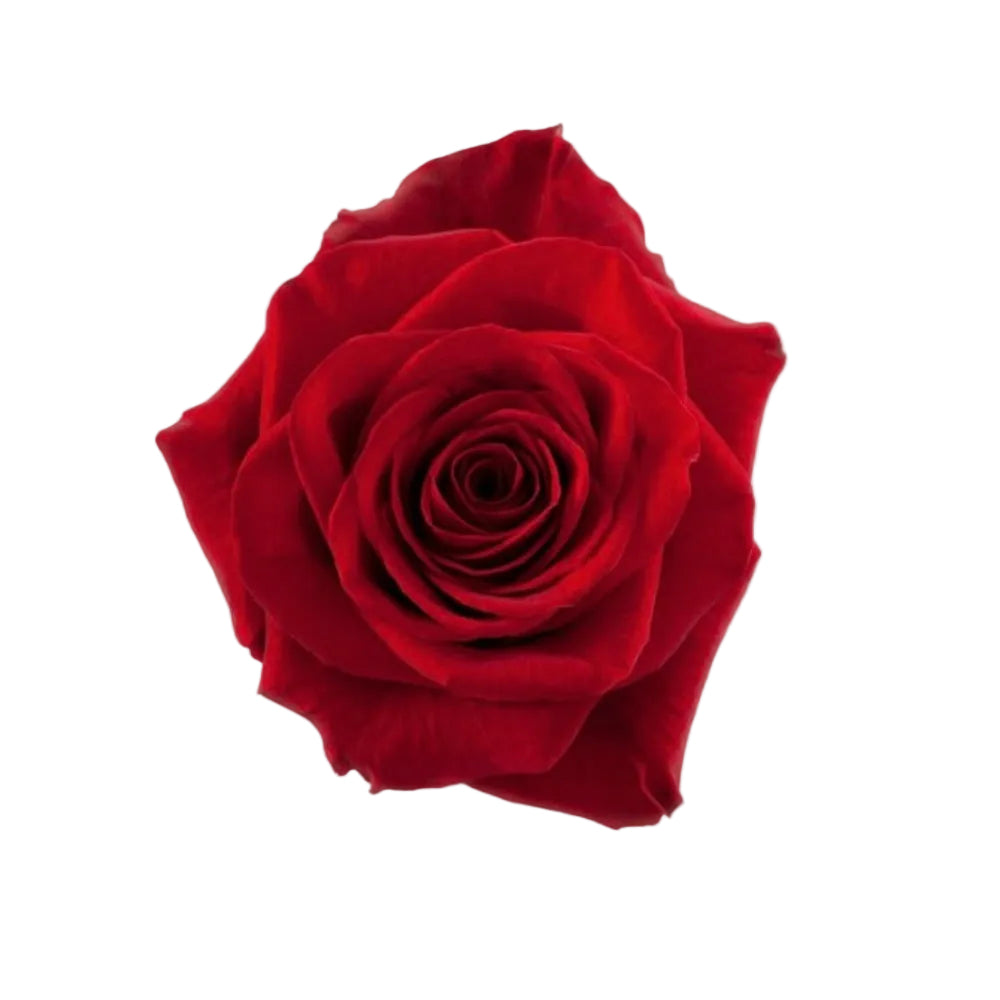 Aphrodite (A dozen of roses)