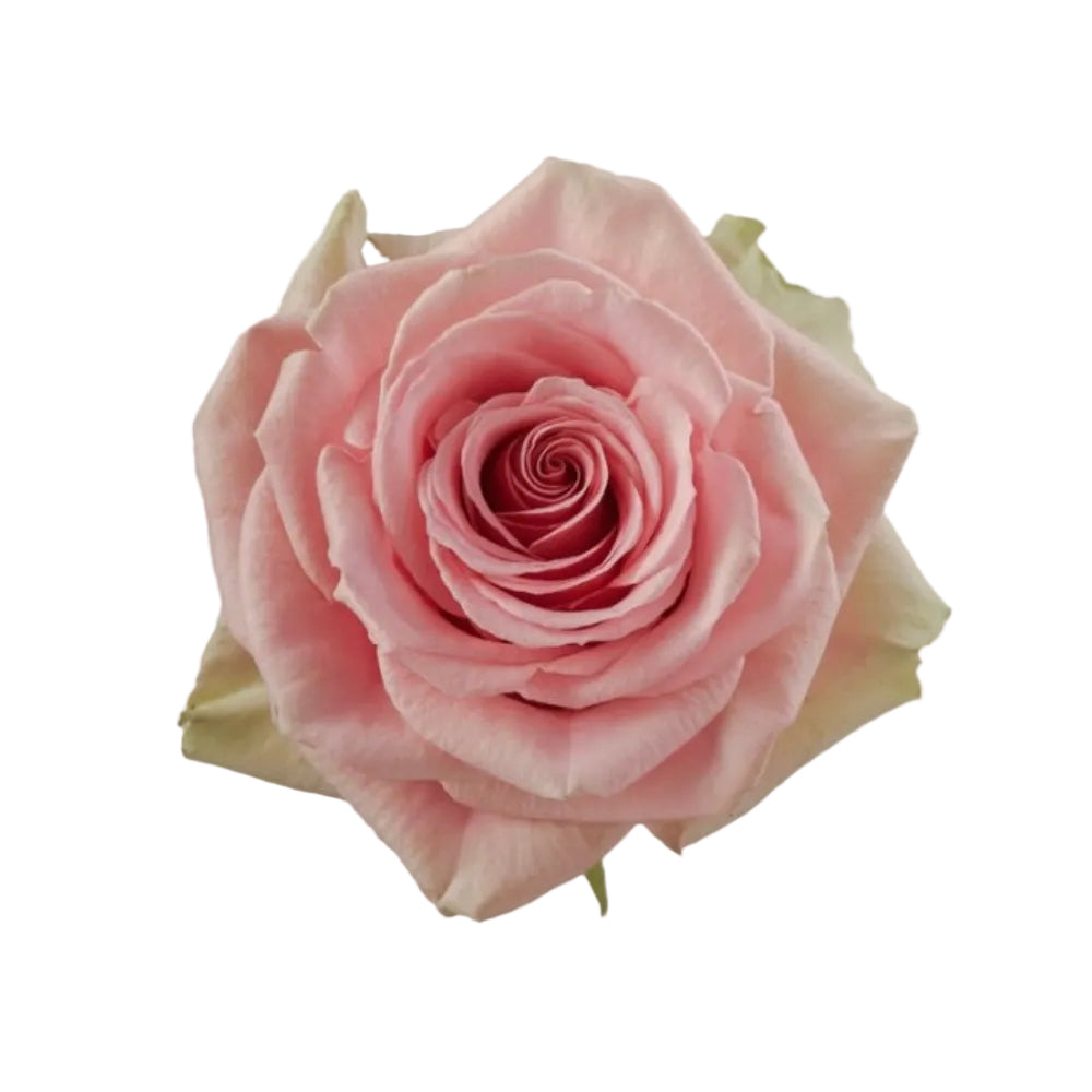 Athena (A dozen of roses)