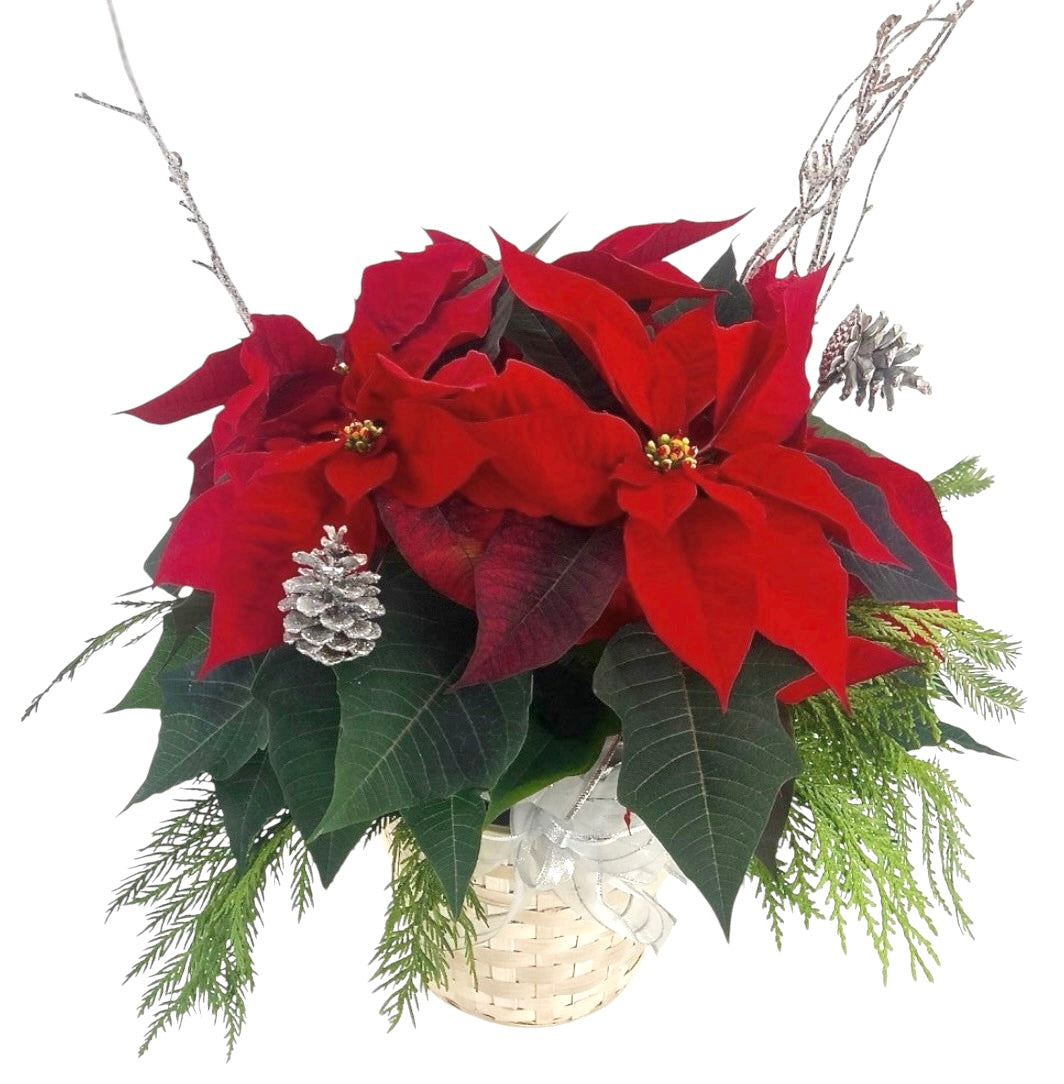 Poinsettias 6"