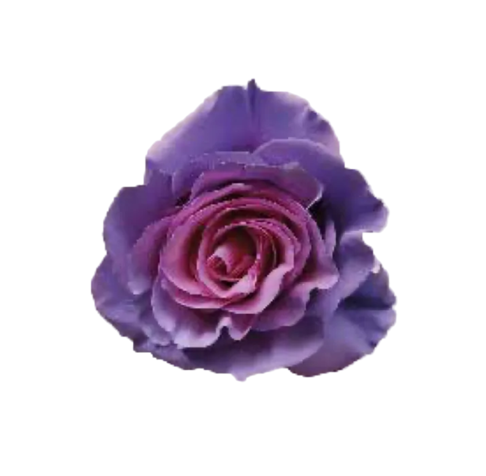 Love song (A dozen of roses)