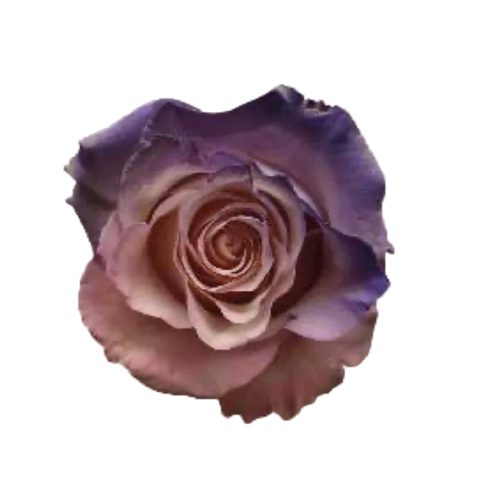 Take it all (A dozen of roses)