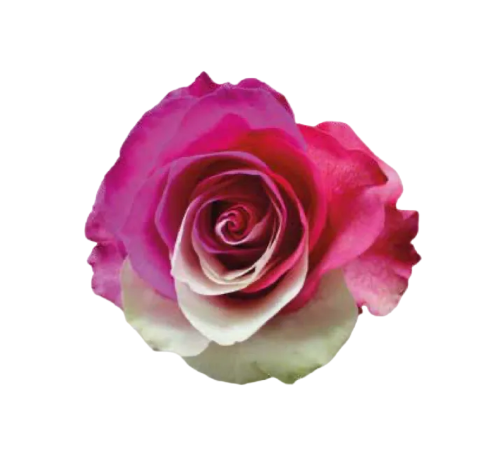 I'll be waiting (A dozen of roses)