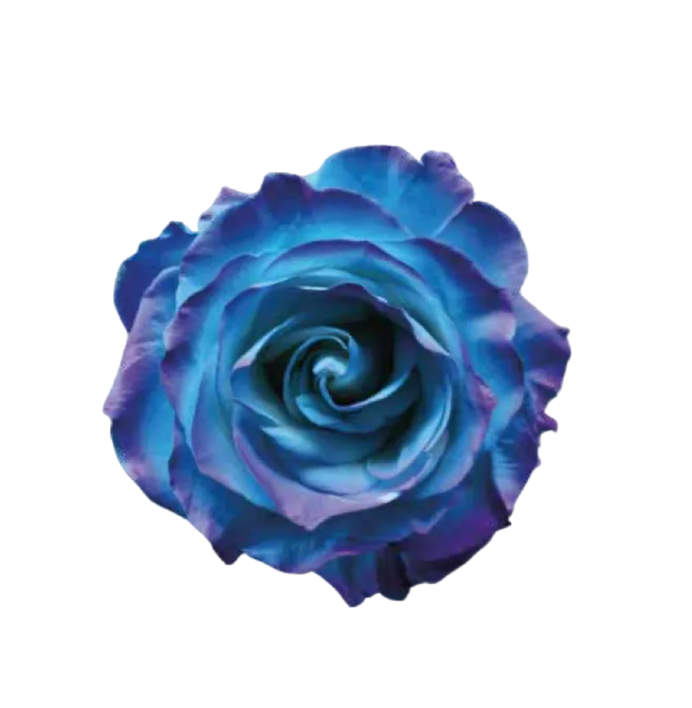 One and only (A dozen of roses)